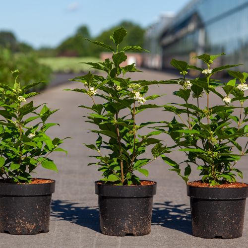 Callicarpa bodinieri MAGICAL® SNOWQUEEN (PBR) cont. 3,6L 30-40 cm +ф