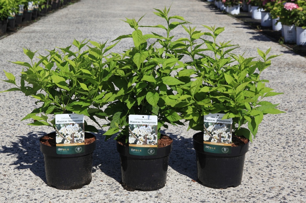 [P] Callicarpa bodinieri MAGICAL® SNOWQUEEN (PBR) cont. 3,6L 30-40 cm +f