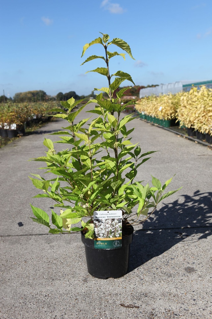 [P] Callicarpa bodinieri MAGICAL® SNOWQUEEN (PBR) cont. 3,6L 30-40 cm +p