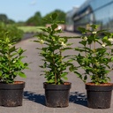 Callicarpa bodinieri MAGICAL® SNOWQUEEN (PBR) cont. 3,6L 30-40 cm +ф