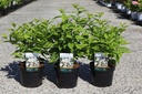 Callicarpa bodinieri MAGICAL® SNOWQUEEN (PBR) cont. 3,6L 30-40 cm +f