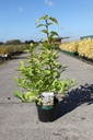 Callicarpa bodinieri MAGICAL® SNOWQUEEN (PBR) vaso 3,6L 30-40 cm +f