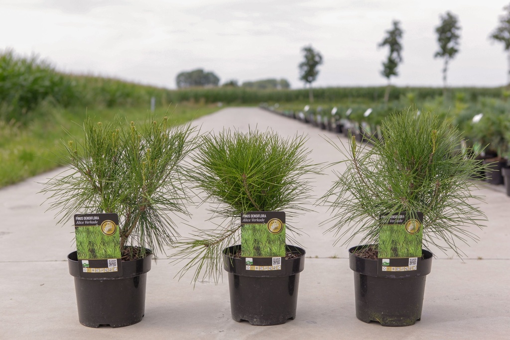 Pinus densiflora 'Alice Verkade' cont. 3L 25/+ cm +f