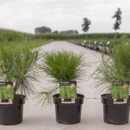 Pinus densiflora 'Alice Verkade' cont. 3L 25/+ cm +p