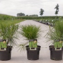 Pinus densiflora 'Alice Verkade' cont. 3L 25/+ cm +B