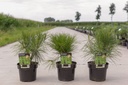 Pinus densiflora 'Alice Verkade' cont. 3L 25/+ cm +p