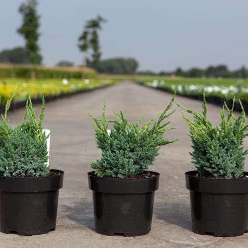 [P] Juniperus squamata 'Blue Compact' cont. 3L 30/+ cm +ф