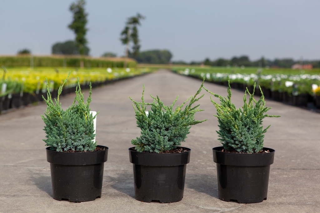 [P] Juniperus squamata 'Blue Compact' cont. 3L 30/+ cm +ф