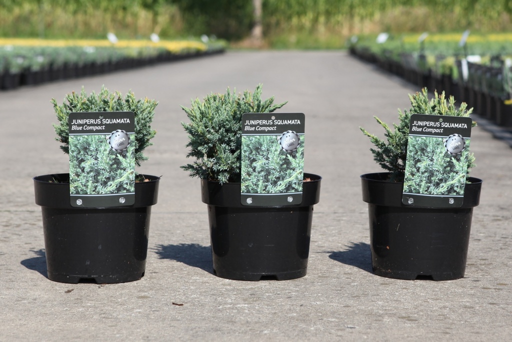 [P] Juniperus squamata 'Blue Compact' cont. 3L 30/+ cm +B
