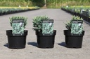Juniperus squamata 'Blue Compact' cont. 3L 30/+ cm +f