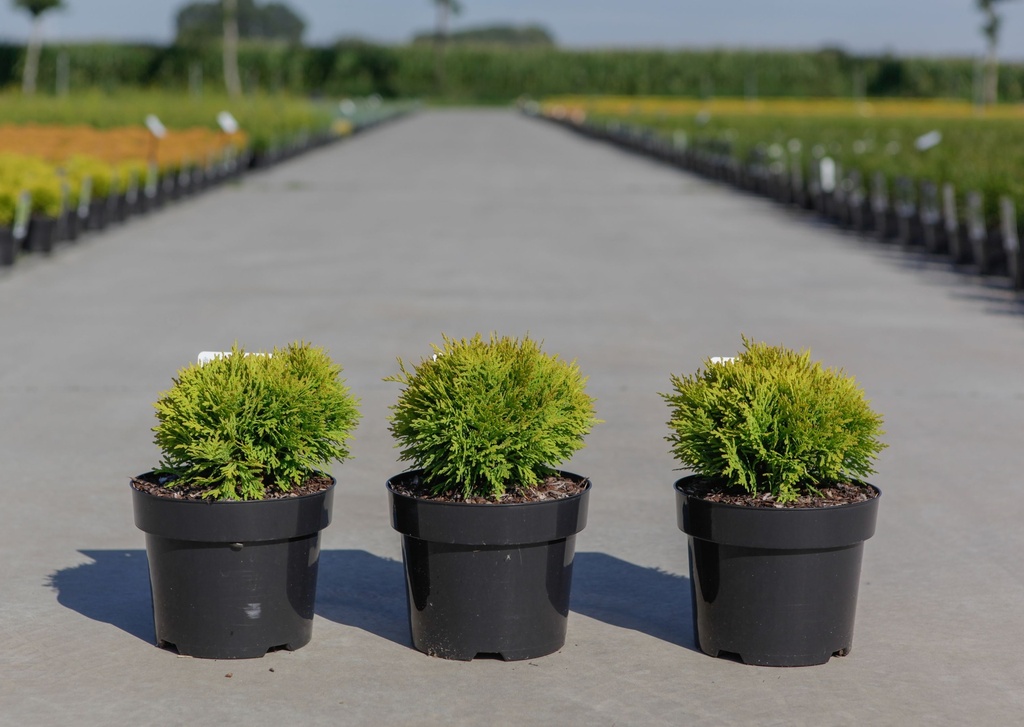 [P] Thuja occidentalis 'Mirjam' (PBR) cont. 3L 20/+ cm +B