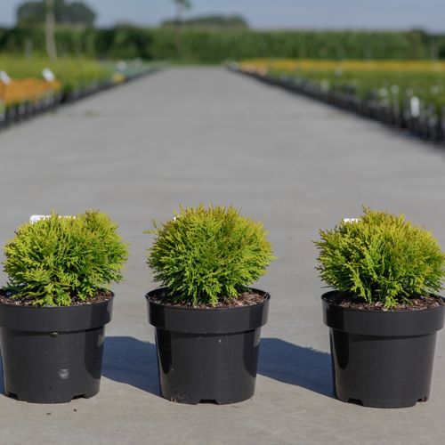 Thuja occidentalis 'Mirjam' (PBR) cont. 3L 20/+ cm +p