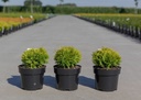 Thuja occidentalis 'Mirjam' (PBR) cont. 3L 20/+ cm +f