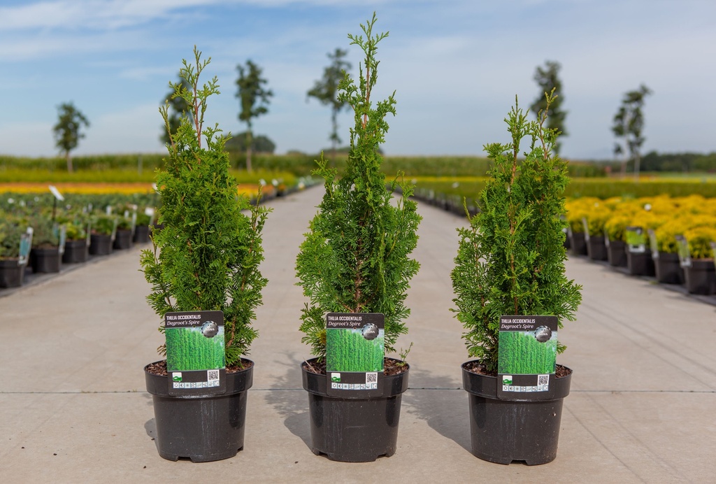 [P] Thuja occidentalis 'Degroot's Spire' cont. 3L 50/+ cm +B