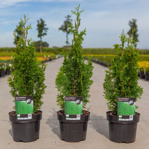 Thuja occidentalis 'Degroot's Spire' cont. 3L 50/+ cm +p
