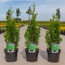 Thuja occidentalis 'Degroot's Spire' cont. 3L 50/+ cm +B