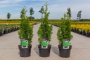 Thuja occidentalis 'Degroot's Spire' cont. 3L 50/+ cm +p