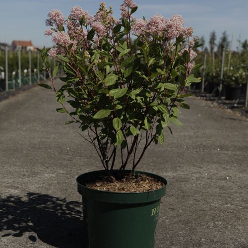 Ceanothus delilianus 'Gloire de Versailles' cont. 10L 60/+ cm +ф