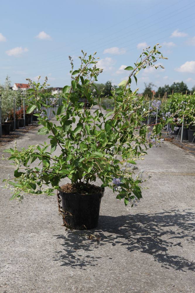 Ceanothus delilianus 'Gloire de Versailles' cont. 10L 60/+ cm +ф
