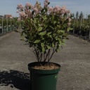 Ceanothus delilianus 'Gloire de Versailles' cont. 10L 60/+ cm +ф