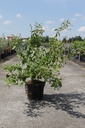Ceanothus delilianus 'Gloire de Versailles' cont. 10L 60/+ cm +ф