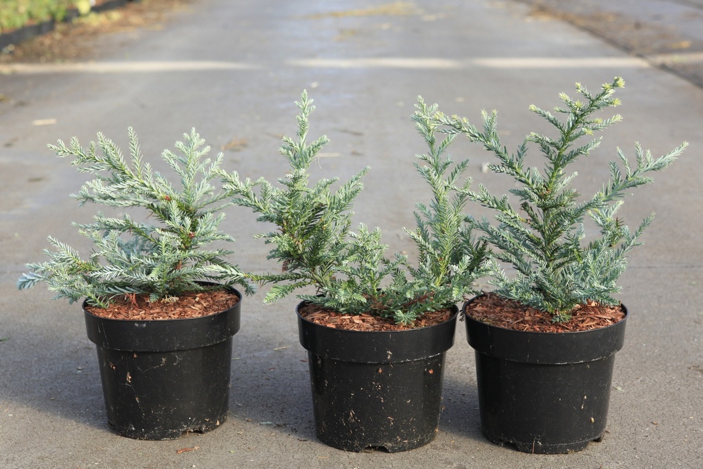 [P] Sequoia sempervirens 'Adpressa' cont. 3L 30-40 cm +f
