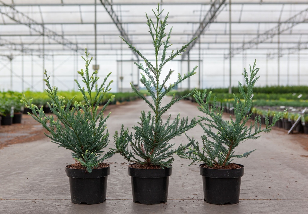 [P] Sequoia sempervirens 'Adpressa' cont. 3L 30-40 cm +p