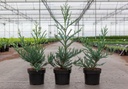Sequoia sempervirens 'Adpressa' cont. 3L 30-40 cm +ф