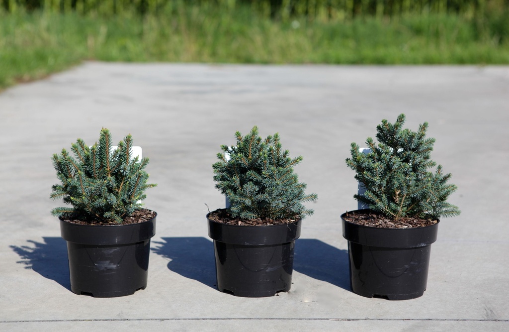 Picea glauca 'Echiniformis' cont. 2L 15-20 cm +f