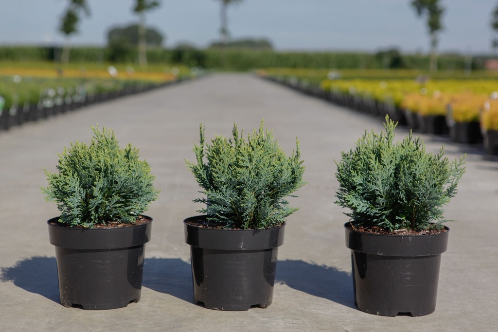 Chamaecyparis lawsoniana 'White Spot' cont. 3L 25-30 cm +ф