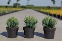 Chamaecyparis lawsoniana 'White Spot' cont. 3L 25-30 cm +ф