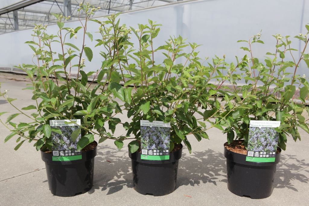 Ceanothus delilianus 'Gloire de Versailles' cont. 3,6L 40-50 cm +f