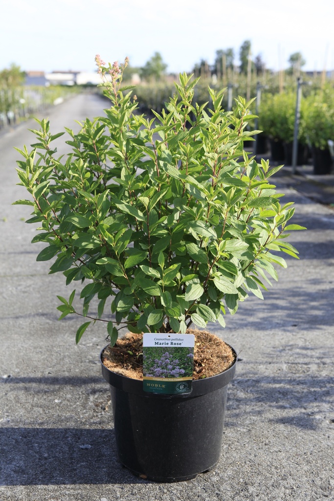 Ceanothus delilianus 'Gloire de Versailles' cont. 3,6L 40-50 cm +p
