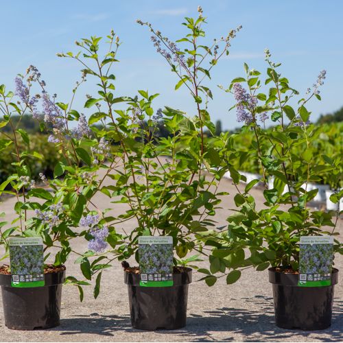 Ceanothus delilianus 'Gloire de Versailles' cont. 3,6L 40-50 cm +p
