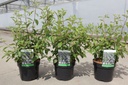 Ceanothus delilianus 'Gloire de Versailles' cont. 3,6L 40-50 cm +f