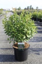 Ceanothus delilianus 'Gloire de Versailles' cont. 3,6L 40-50 cm +p