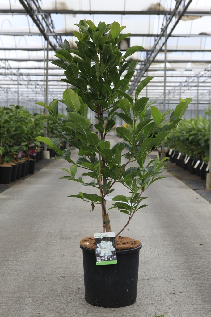 [P] Magnolia 'Mag's Pirouette' cont. 15L 100-125 cm +ф