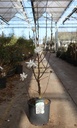 Magnolia 'Mag's Pirouette' cont. 15L 100-125 cm +p