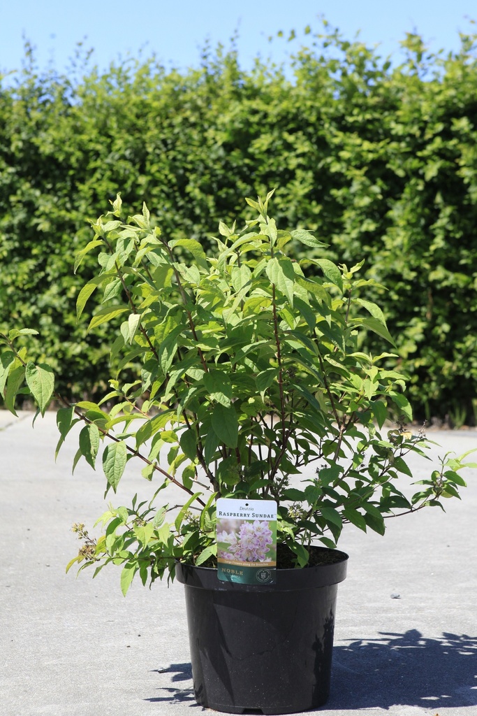 [P] Deutzia RASPBERRY SUNDAE (PBR) Kont. 10L 60-80 cm +B
