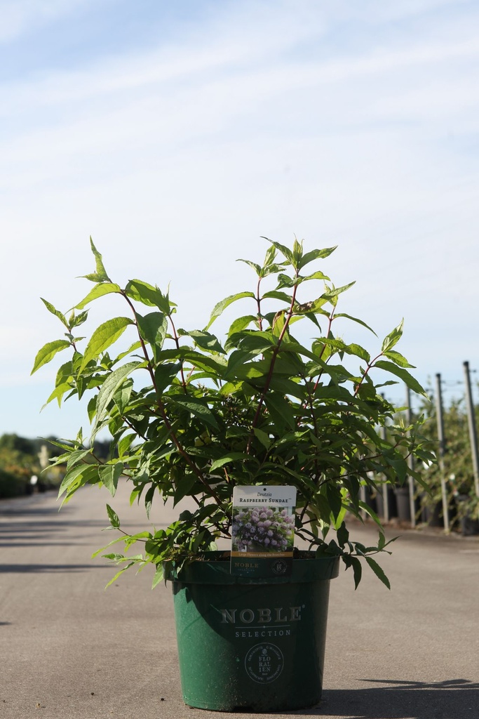 [P] Deutzia RASPBERRY SUNDAE (PBR) cont. 10L 60-80 cm +B