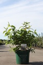 Deutzia RASPBERRY SUNDAE (PBR) cont. 10L 60-80 cm +ф