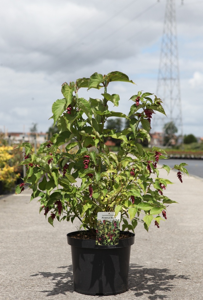 [P] Leycesteria formosa 'Purple Rain' cont. 10L 60-80 cm +B
