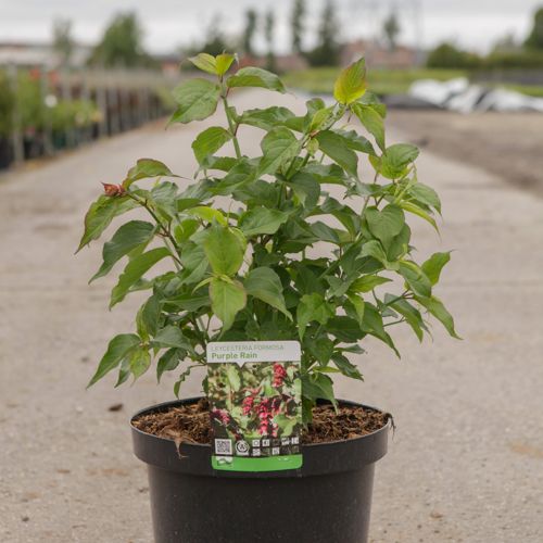 Leycesteria formosa 'Purple Rain' cont. 10L 60-80 cm +p