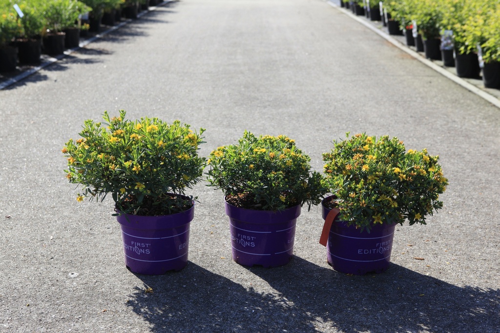 [P] Hypericum kalmianum First Editions® 'Cobalt-n-Gold' cont. 3,6L deco 30-40 cm +B