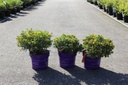 Hypericum kalmianum First Editions® 'Cobalt-n-Gold' cont. 3,6L deco 30-40 cm +ф
