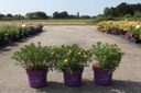Hypericum kalmianum First Editions® 'Cobalt-n-Gold' cont. 3,6L deco 30-40 cm +ф