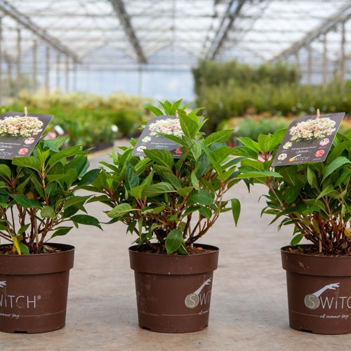[P] Hydrangea paniculata POLESTAR (OPHELIA) (PBR) cont. 3,6L 30-40 cm +B