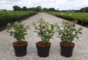 Hydrangea paniculata POLESTAR (OPHELIA) (PBR) cont. 3,6L 30-40 cm +f