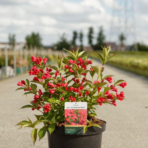 [P] Weigela ALL SUMMER® RED (PBR) cont. 10L 50-60 cm +B