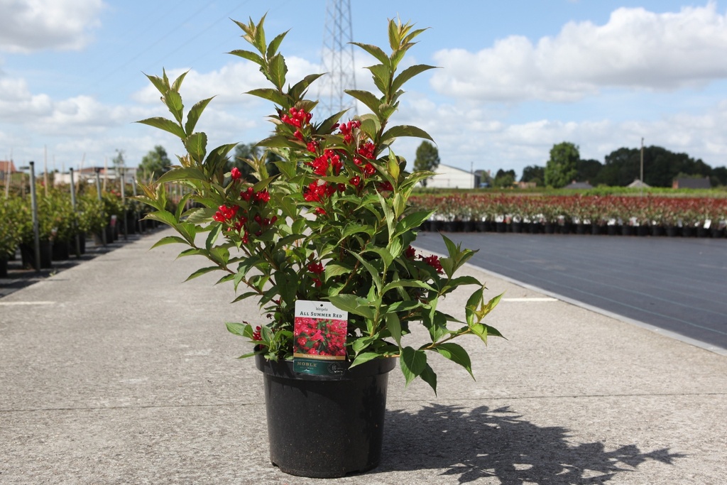 [P] Weigela ALL SUMMER® RED (PBR) cont. 10L 50-60 cm +B
